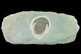 Lower Cambrian Trilobite (Neltneria) - Issafen, Morocco #170635-1